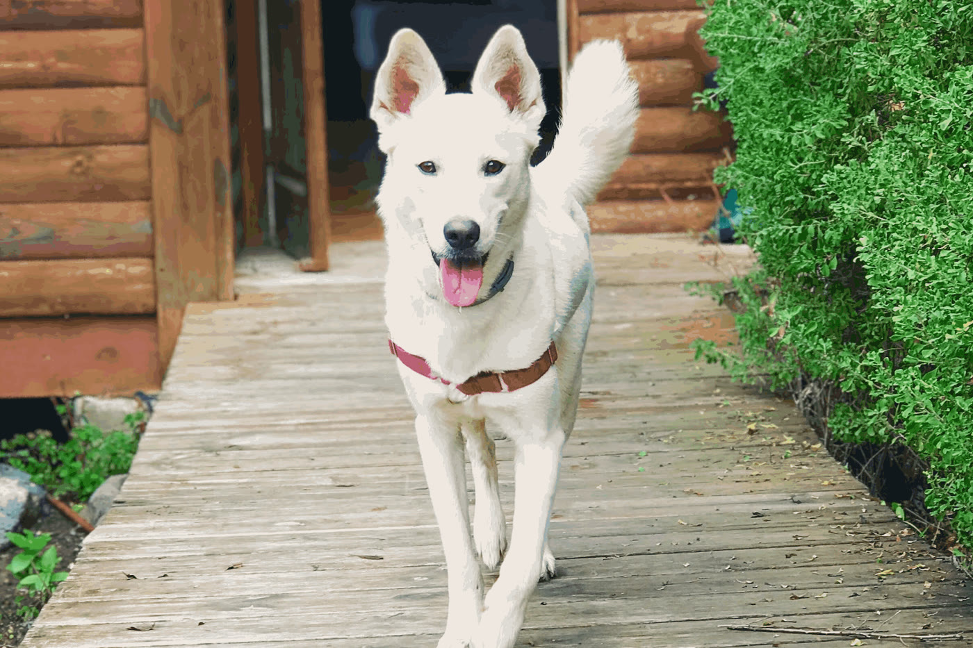 Sansa, a white husky, walking down a wooden boardwalk towards the camera